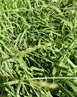 雑草が凄い 雑草が凄いの写真