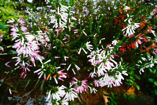 色鮮やかなツツジの花 色鮮やかなツツジの花の写真