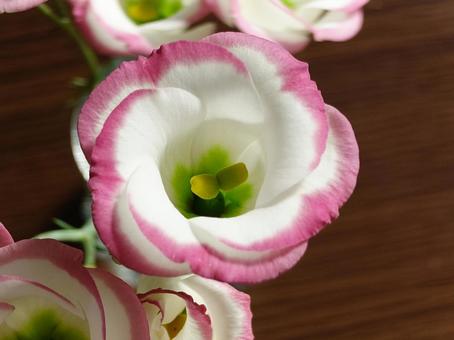 トルコギキョウのクローズアップ トルコギキョウ,花,切り花の写真素材
