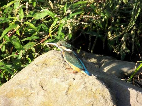 支流の岩の上に止まるカワセミ・横から 支流の岩の上に止まるカワセミ・横から カワセミ,鳥,野鳥の写真素材