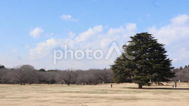 この木何の木 木,冬,風景の写真素材