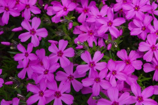 芝桜 芝桜 芝桜,シバザクラ,春の写真素材