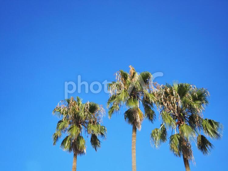 ヤシの木と青空03 ヤシ,夏,青空の写真素材