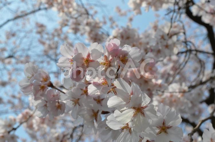 桜 桜,三月,富山の写真素材