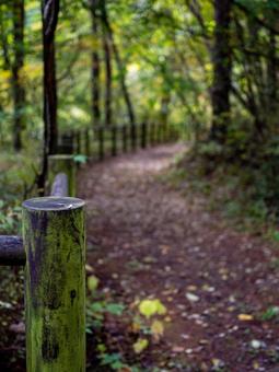 烏川渓谷緑地の落ち葉の道 ハイキング,山,森林の写真素材
