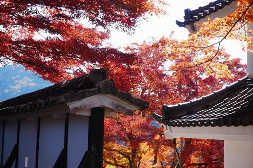 白い城壁と燃えるような赤 秋,紅葉,城壁の写真素材