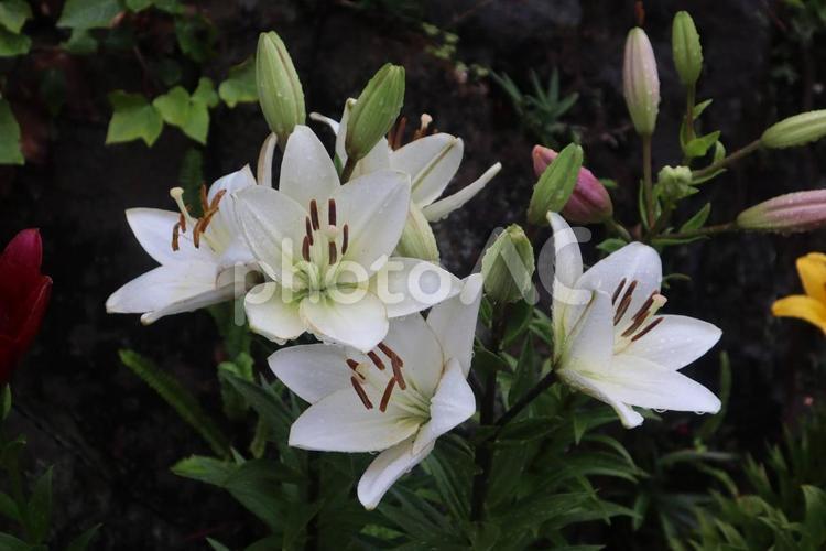 「白」という意味を持つ 花,フラワー,自然の写真素材