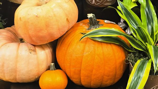かぼちゃ かぼちゃ かぼちゃ,ハロウィン,収穫祭の写真素材