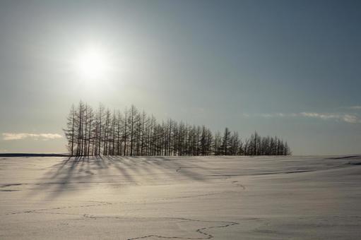 夕暮れの雪原と林 夕暮れの雪原と林の写真