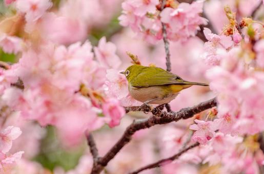 A white-eye taking a rest among cherry blossoms, JPG