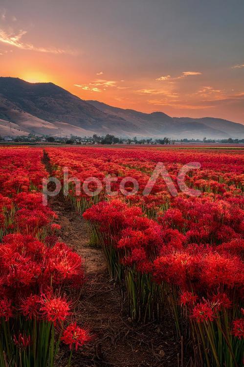 広大な自然が織りなす赤い花の絨毯 花畑,ヒガンバナ,リコリスの写真素材