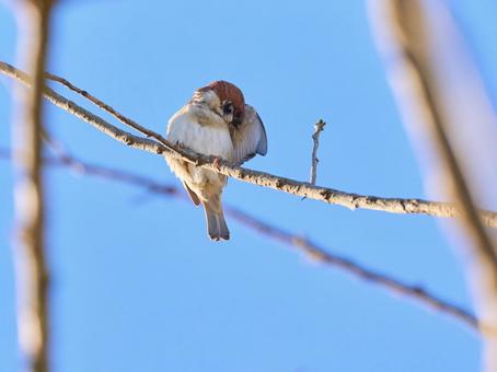 羽根の手入れをするキュートな可愛い雀 羽根の手入れをするキュートな可愛い雀 鳥,手入れ,羽根の写真素材