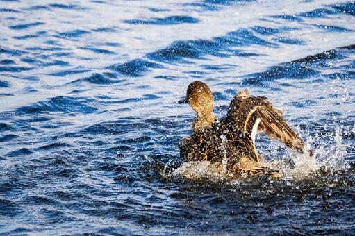 オナガガモの水浴び カモ,オナガガモ,メスの写真素材