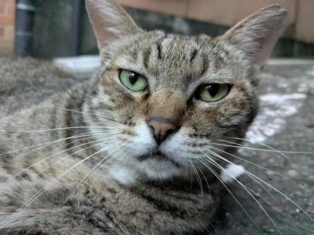 何か用かにゃ? 何か用かにゃ? 猫,トラ猫,動物の写真素材