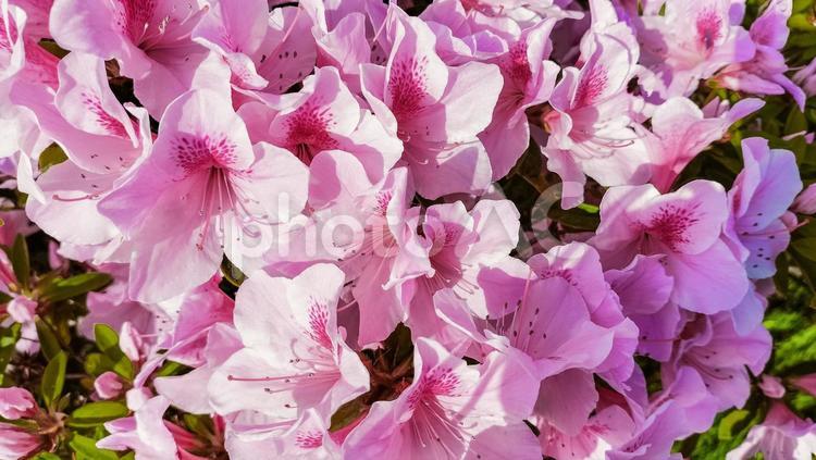 満開のツツジ ツツジ,ピンク,花の写真素材