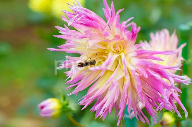 ダリアと昆虫　イチモンジセセリチョウ２ ダリア,イチモンジセセリチョウ,花の写真素材