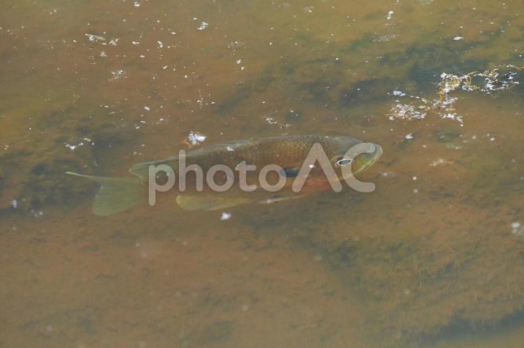 浅瀬を泳ぐ一匹の魚ブルーギル ブルーギル,水面,泳ぐの写真素材