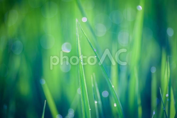 朝露の輝くムギ畑 葉,麦,麦畑の写真素材