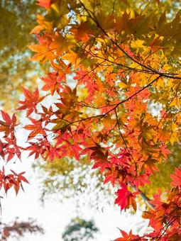 もみじ もみじ,紅葉,赤の写真素材