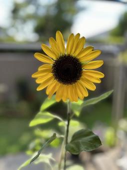 庭に咲くひまわりの花 庭に咲くひまわりの花 ひまわり,夏,花の写真素材