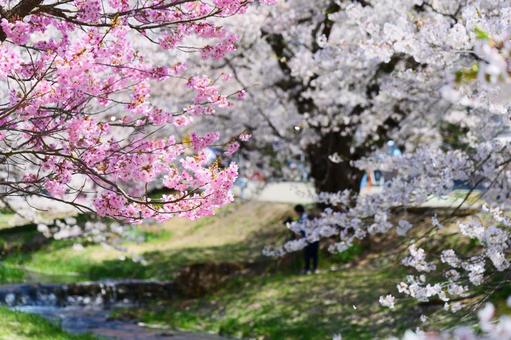 観音寺川の桜並木 桜,さくら,ソメイヨシノの写真素材