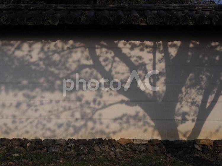 桜の木の影 影,影絵,桜の写真素材