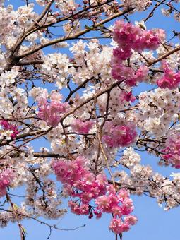 さくら さくら 桜,自然,木の写真素材