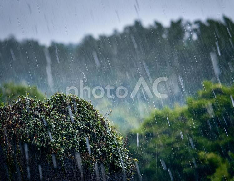 雨の日の風景 雨,梅雨,しずくの写真素材