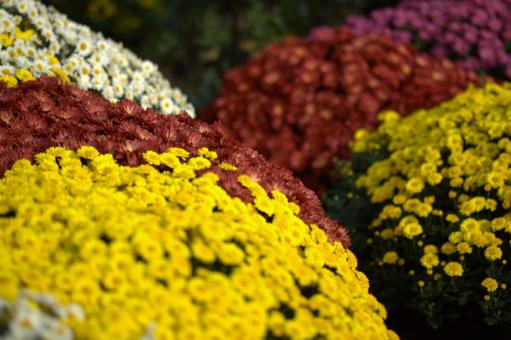 キク 菊,花,秋の写真素材