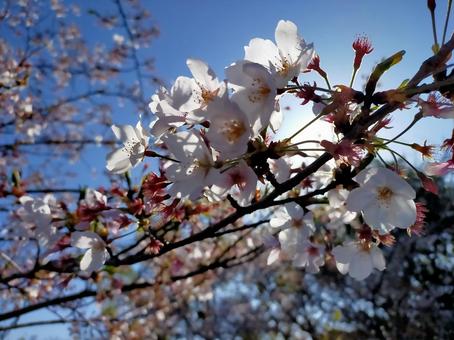 桜 快晴 桜 快晴の写真