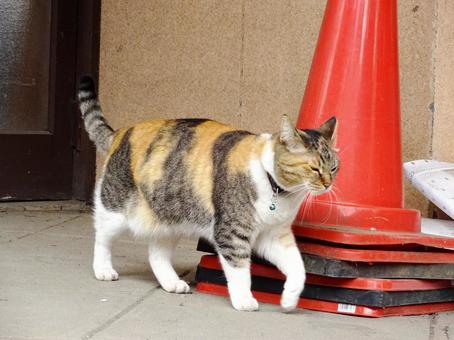猫の散歩道 猫の散歩道の写真