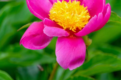鮮やかに咲くピンクの芍薬 鮮やかに咲くピンクの芍薬 芍薬,花,ピンクの写真素材