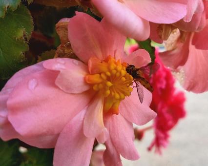 ピンクのベゴニアの蜜を吸う虻 ベゴニア,葉,自然の写真素材