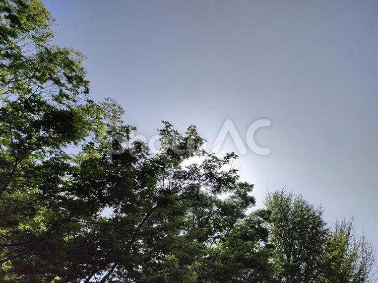 新緑と日差し 新緑,日差し,植物の写真素材