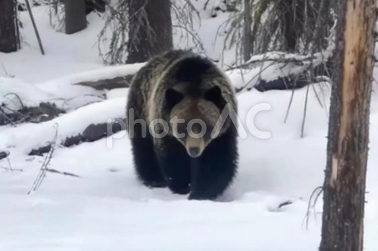黒い毛並みが映える雪景色 クマ,クマ科,動物の写真素材