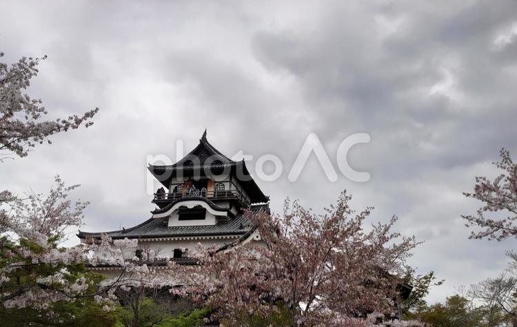 曇天の犬山城と桜 犬山城,お城,桜の写真素材