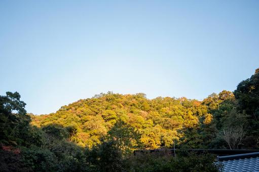 箕面の紅葉 箕面の紅葉 箕面,紅葉,もみじの写真素材