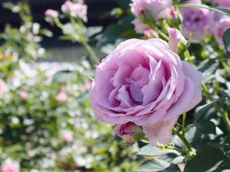 バラの花 バラの花の写真