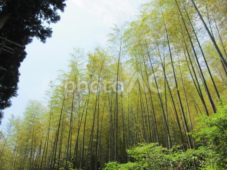 森の中に竹林あり　その一 竹林,竹,節の写真素材