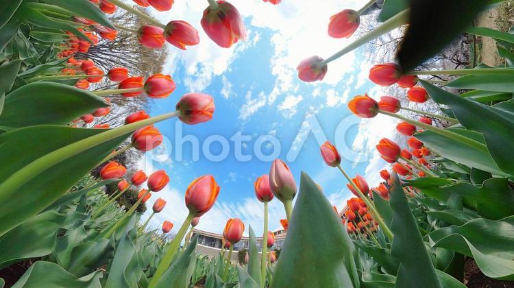 チューリップ花壇の地面から青空を見上げる チューリップ,畑,地面の写真素材