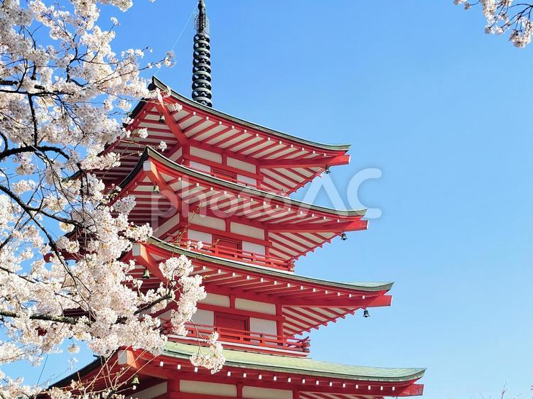 新倉山浅間公園　忠霊塔と桜 五重塔,桜,日本の写真素材