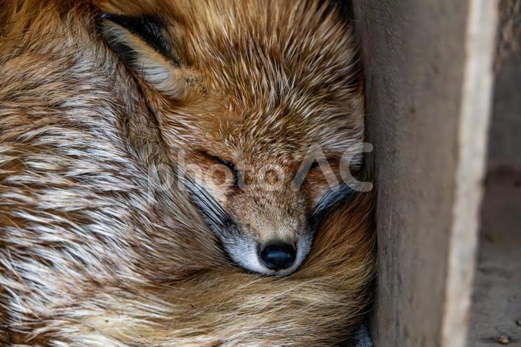 宮城蔵王キツネ村の眠る姿のきつね 宮城蔵王キツネ村,きつね,眠るの写真素材