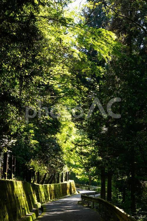 山口県の『岩国城』へ登る道の新緑1 森林,木々,樹の写真素材