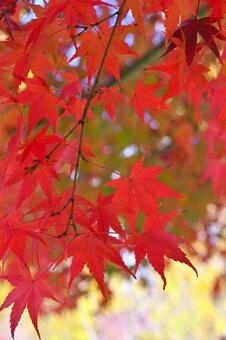 紅葉 紅葉,秋,葉の写真素材