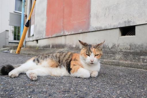 寝そべる野良猫 猫,野良猫,三毛の写真素材