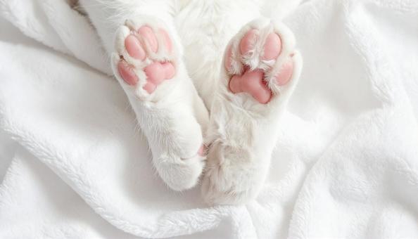 可愛い猫の手のアップ 可愛い猫の手のアップの写真