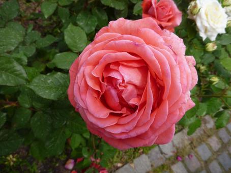 ローズガーデンの花15 ローズガーデンの花15の写真