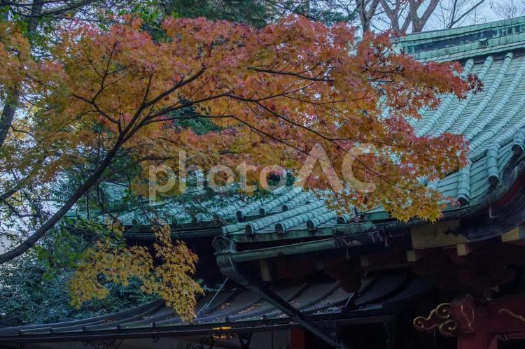 紅葉と神社の風景 紅葉,紙垂,境内の写真素材