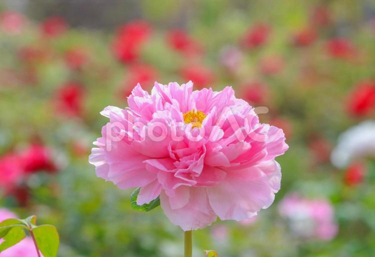 牡丹4 ぼたん,牡丹,花の写真素材