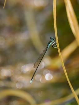オオイトトンボ⑵ トンボ,オオイトトンボ,昆虫の写真素材